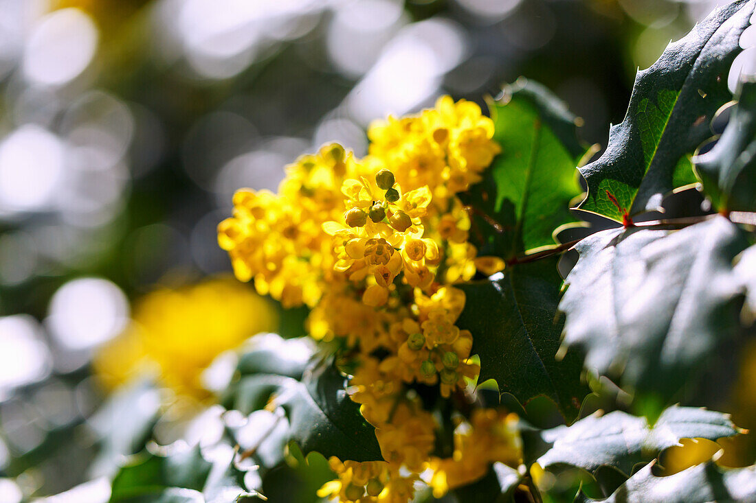 blühende Gewöhnliche Mahonie (Mahonia aquifolium, Stechdornblättrige Mahonie)