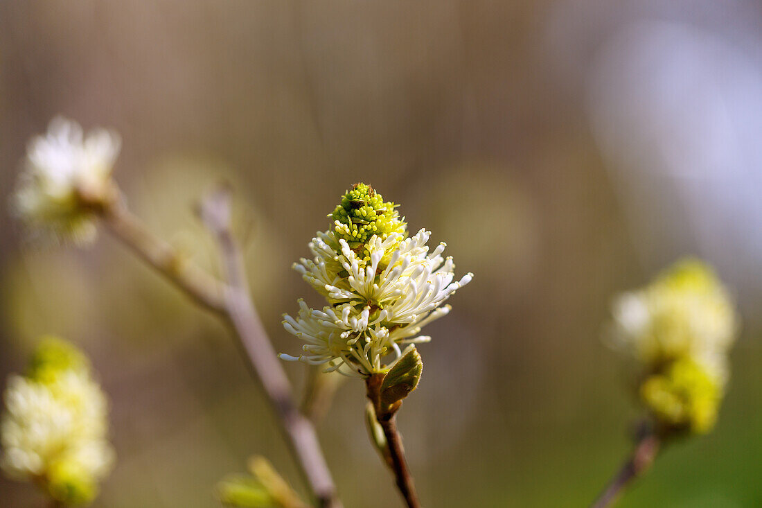 blühender Großer Federbuschstrauch (Fothergilla major Lodd.)