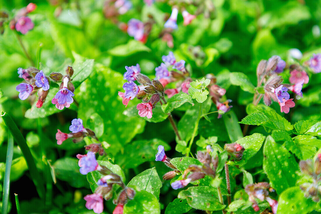 Flowering Kerner lungwort (Pulmonaria kerneri, Kerner's lungwort)