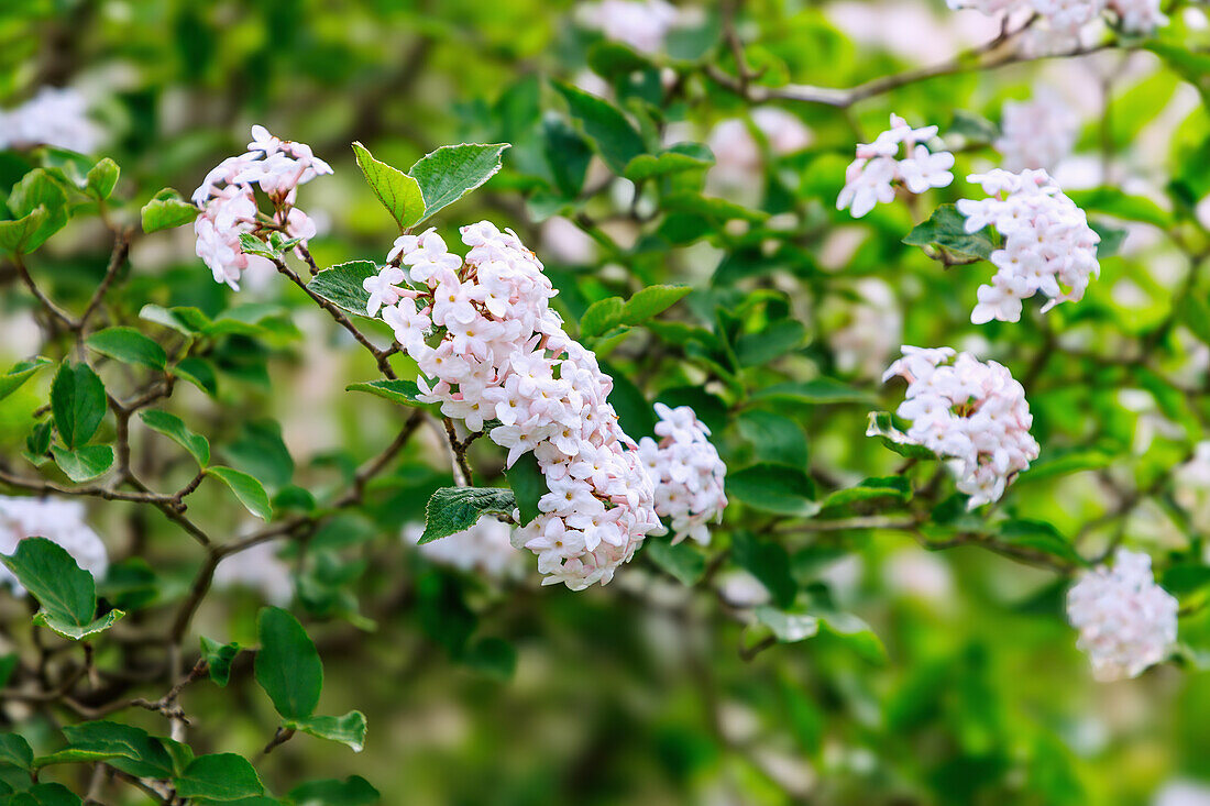 Blühender Judds Schneeball (Viburnum x juddii Rehder)