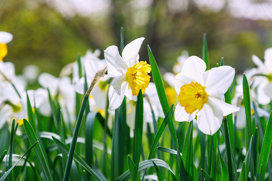 Schmetterlings-Narzissen (Narcissus Jeanne d' Arc) im Gartenbeet, Portrait