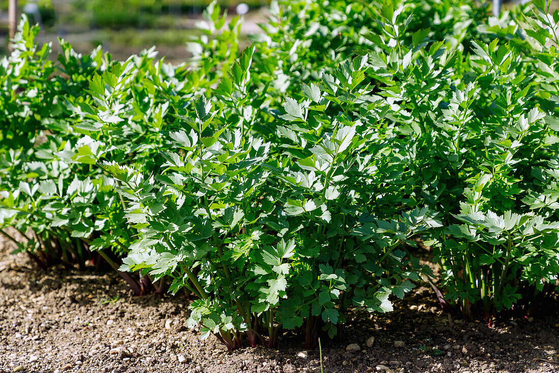 Liebstöckel (Levisticum officinale, Maggikraut, Garten-Liebstöckel) im Kräuterbeet