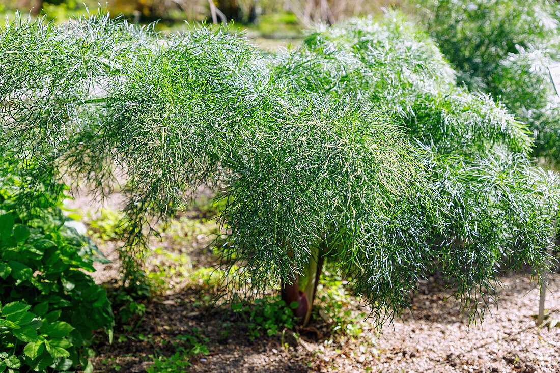 Riesenfenchel (Ferula communis), Gemeines Steckenkraut, Gewöhnliches Rutenkraut)