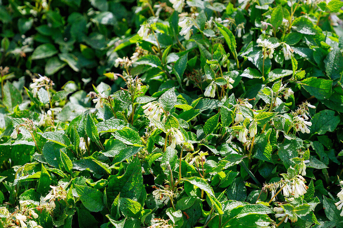 Creeping comfrey (Symphytum ibericum) with flowers