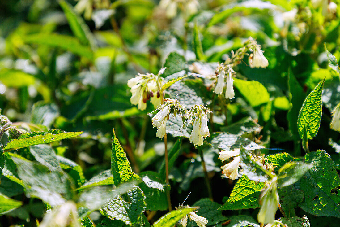 Creeping comfrey (Symphytum ibericum) with flowers, portrait