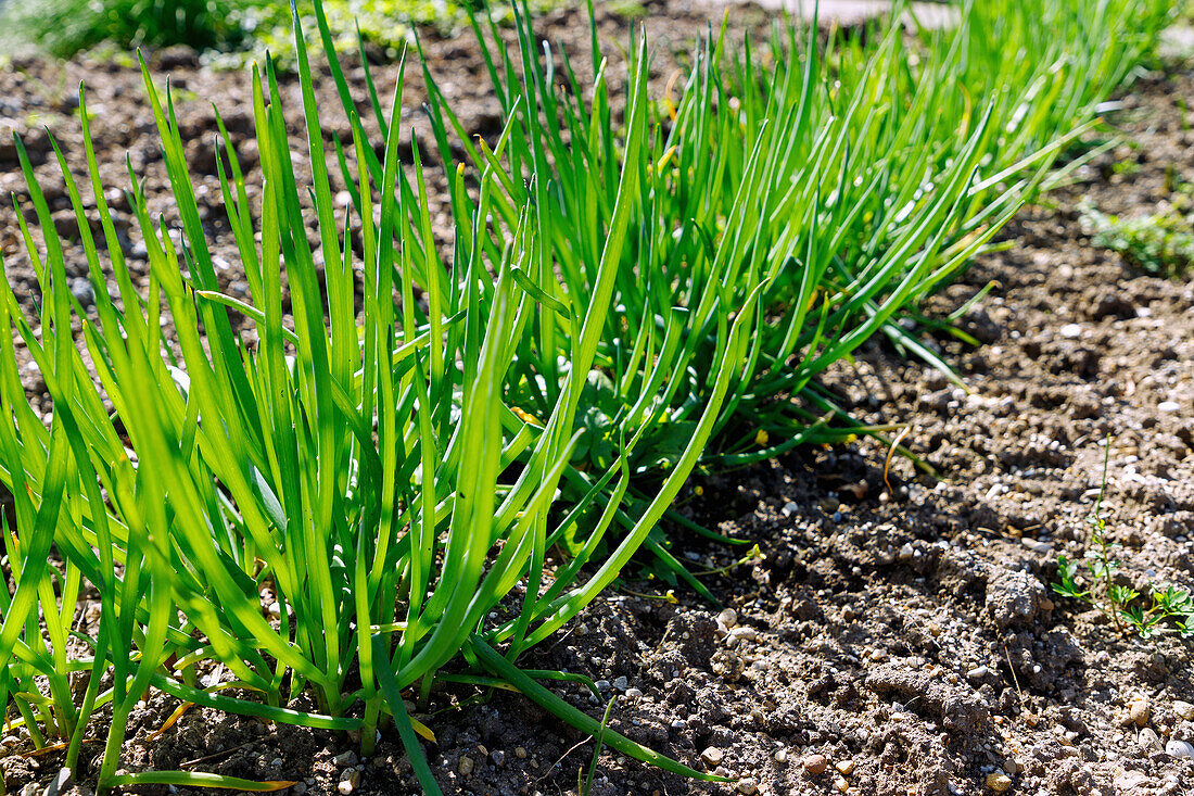 Winterzwiebel (Allium fistulosum), Frühlingszwiebel, Frühzwiebel, Lauchzwiebel, Jungzwiebel, Frühlingslauch,  Schnittzwiebel im Gartenbeet