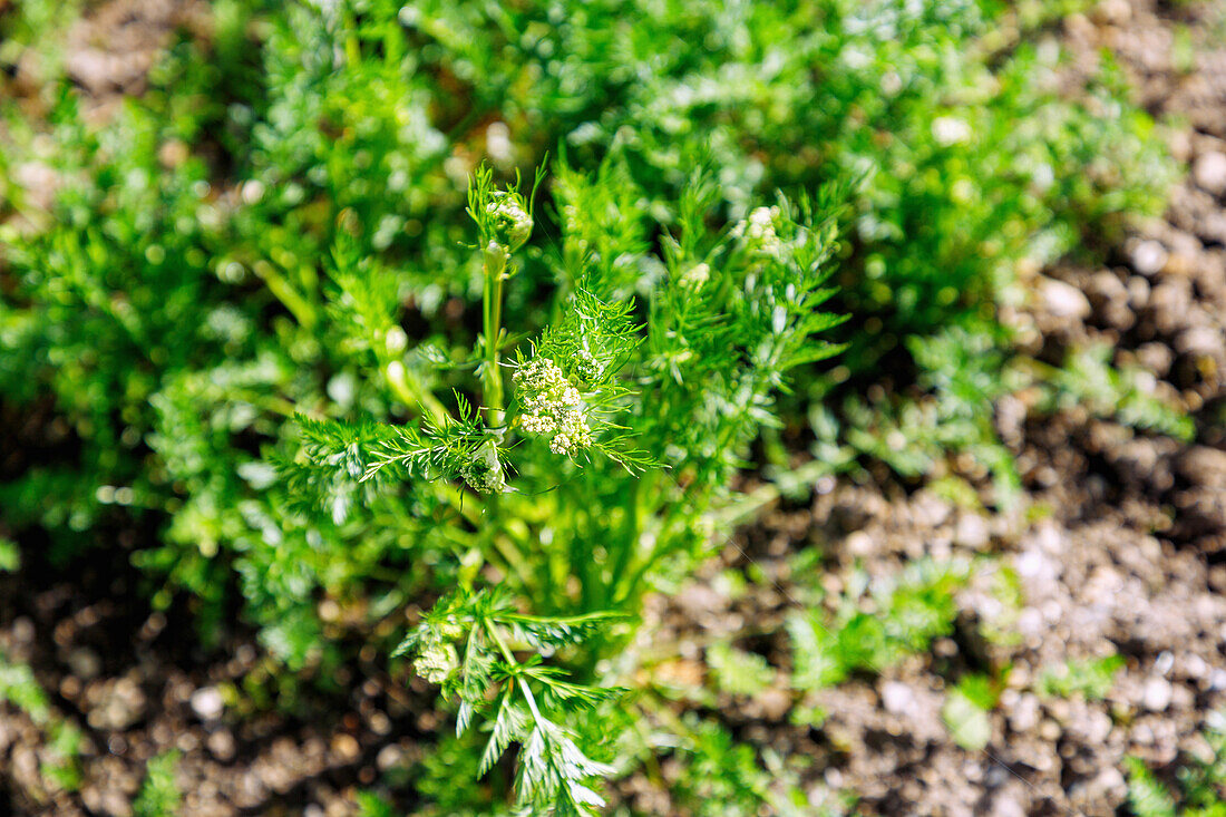 Caraway (Carum carvi, meadow caraway, common caraway) flowering in the herb bed