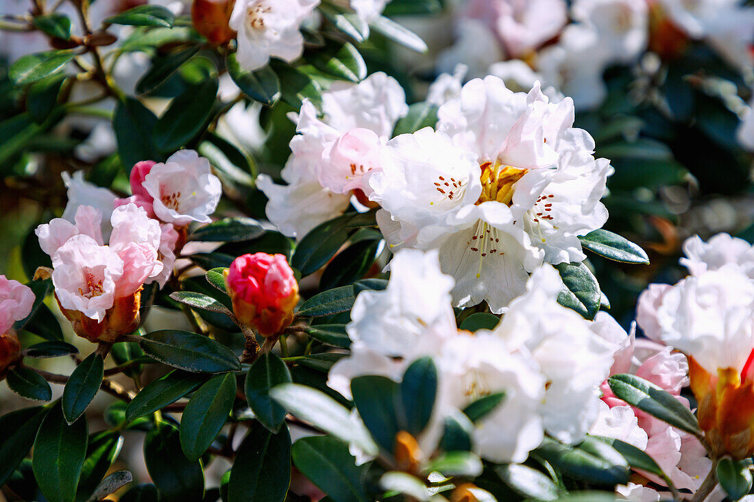 Flowering rhododendron (yakusimanum x tsariense)