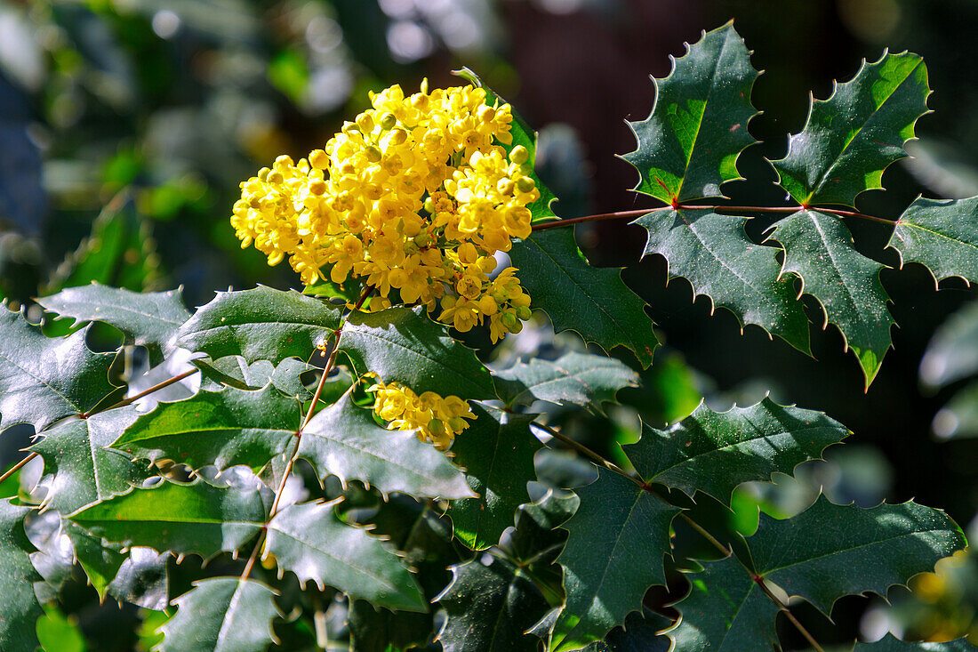 Flowering common mahonia (Mahonia aquifolium, thorn-leaved mahonia)