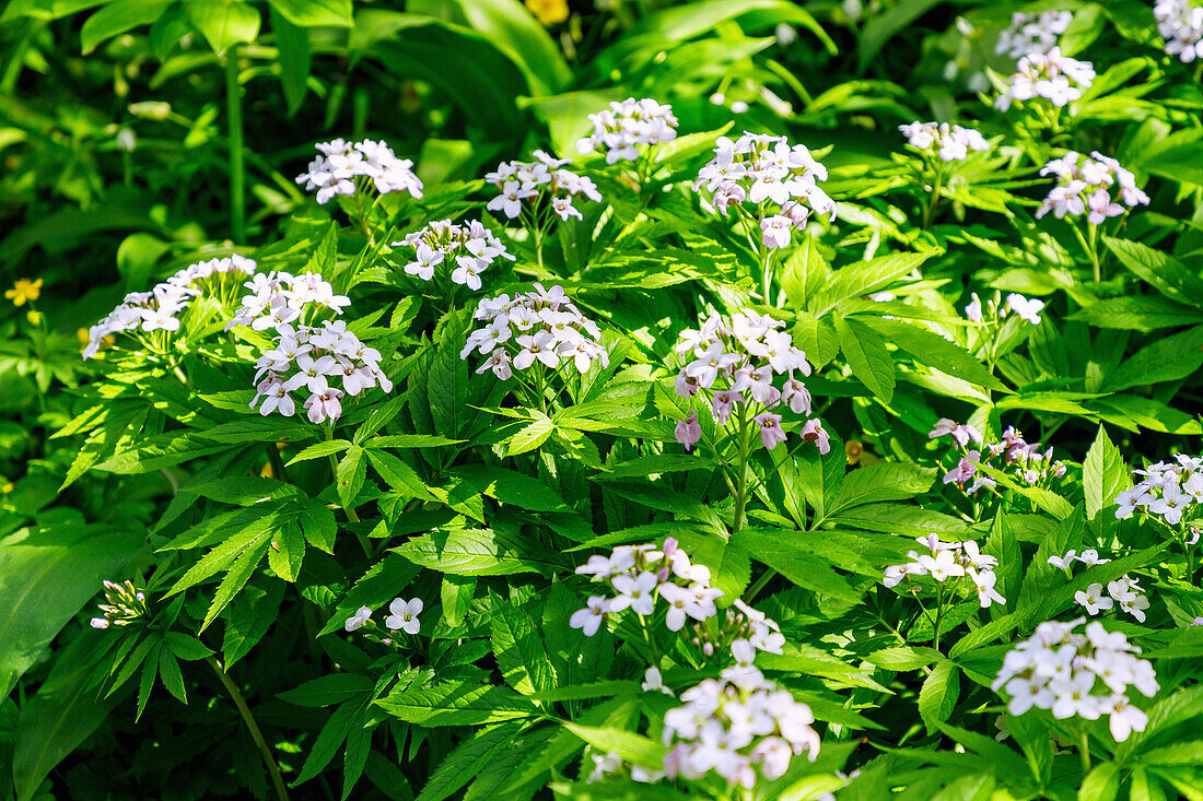 Blühender Finger-Zahnwurz (Cardamine pentaphyllos) im Beet