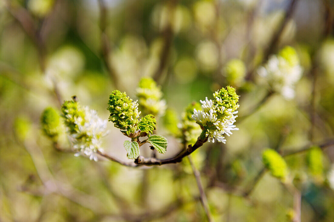 Blühender Großer Federbischstrauch (Fothergilla major Lodd.)