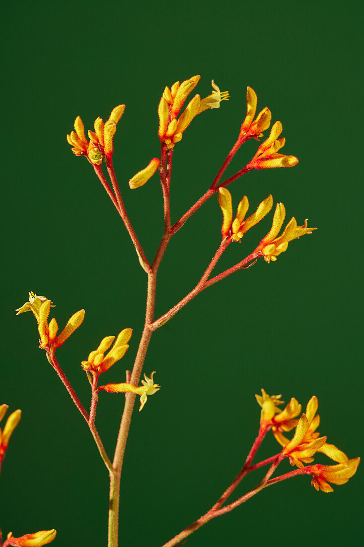 Yellow flowers of the kangaroo paw (Anigozanthos)