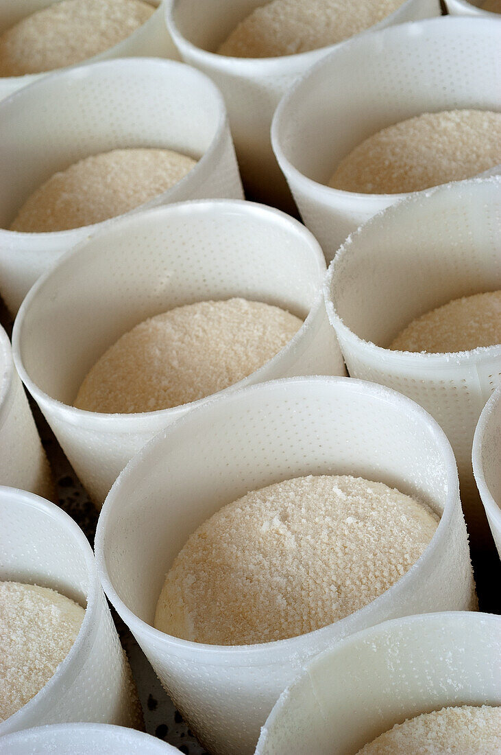 Fresh pecorino in drained containers