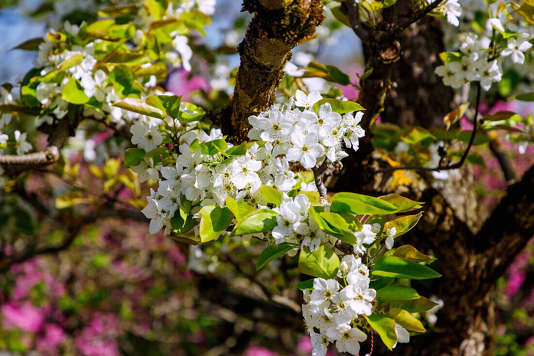 flowering Japanese pear (Pyrus pyrifolia Hosui, sand pear tree, Asia pear)