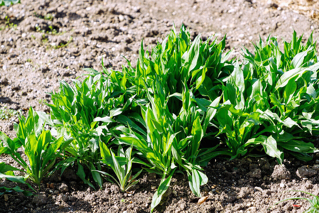 Laubblätter der Garten-Schwarzwurzel (Scorzonera hispanica, Spanische Schwarzwurzel, Echte Schwarzwurzel) im Gemüsebeet im Garten