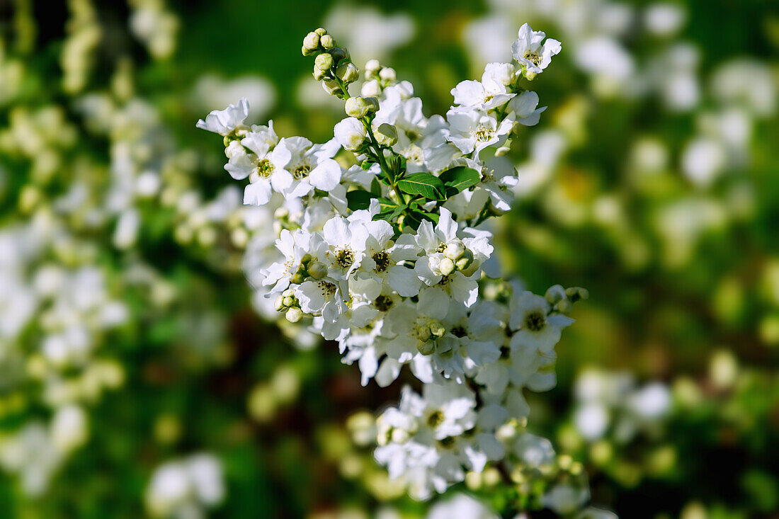 Flowering ragwort (Exochorda racemosa), Chinese ragwort, white fleddish, close-up