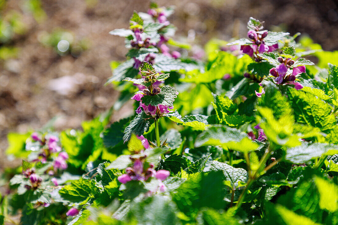 Flowering spotted deadnettle (Lamium maculatum)