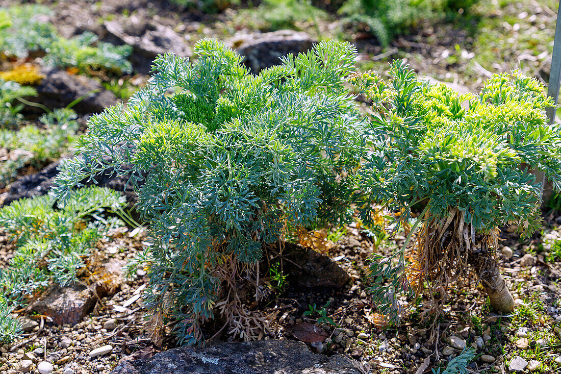 Echter Bergfenchel (Seseli montanum, Berg-Sesel) im Naturgarten