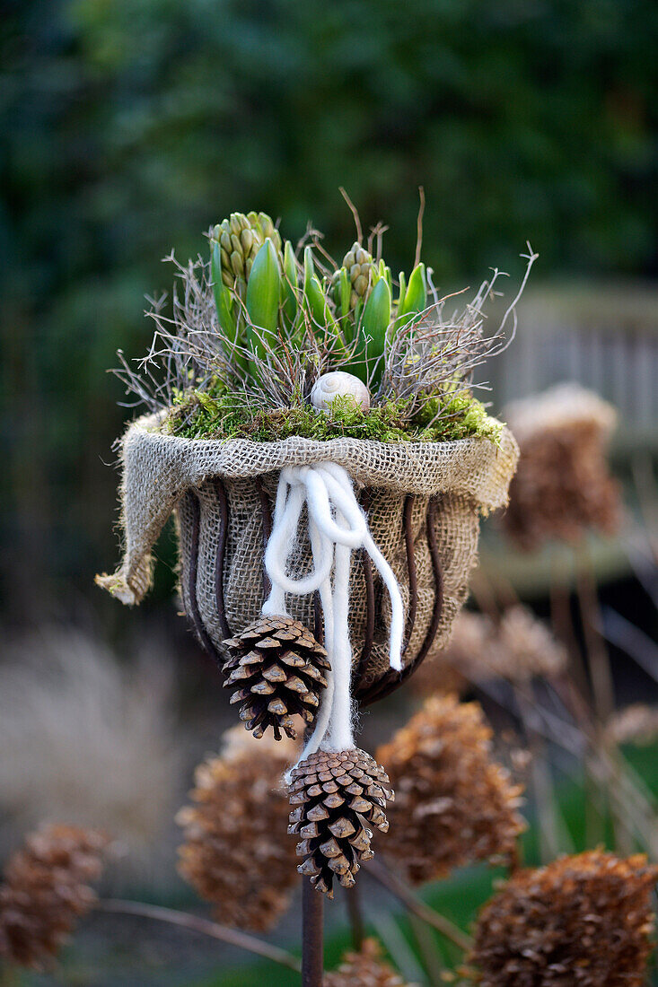 Pflanzpokal mit Hyazinthen (Hyacinthus), Kiefernzapfen und Moos