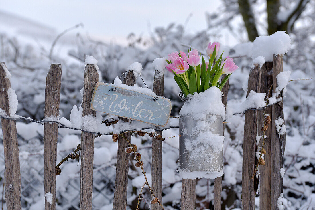 Tulips (Tulipa) in old milk churn next to snow-covered wooden fence