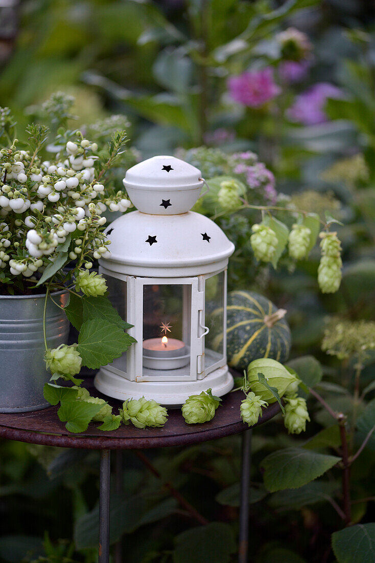 Decorated garden table with white lantern and hop branches (Humulus)