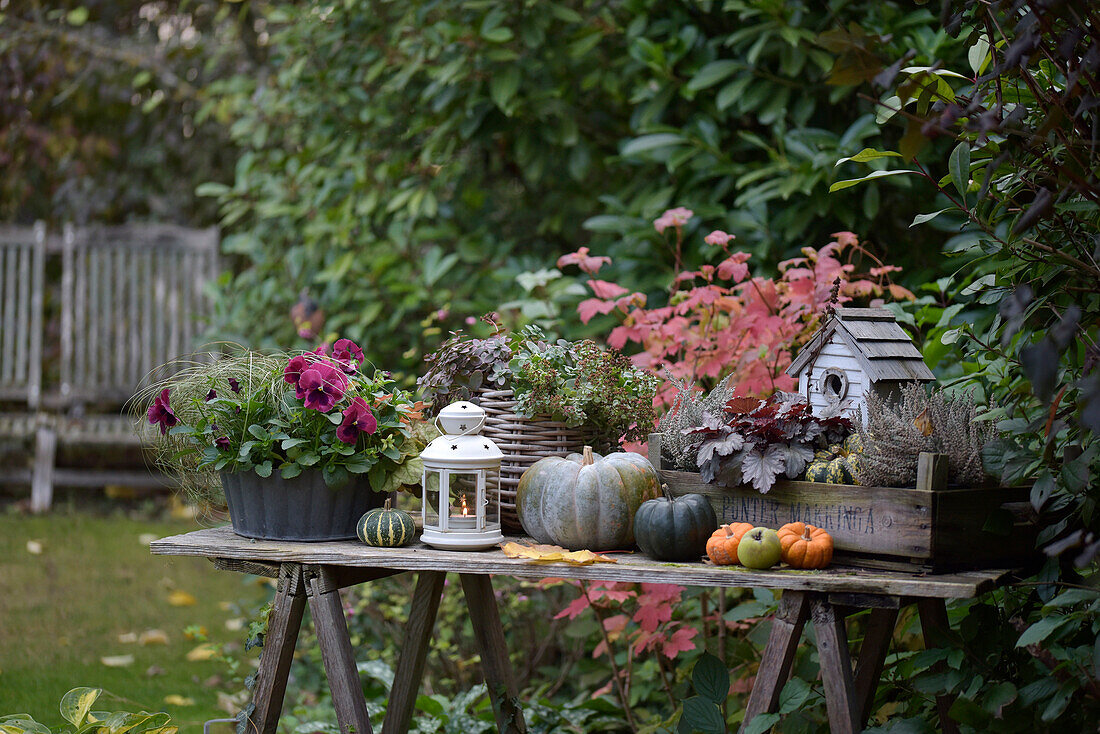 Decorated plant table in the garden with pumpkins, lantern and potted plants