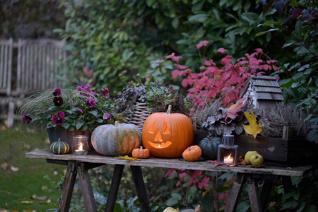 Halloween pumpkin on a rustic planting table in the autumn garden