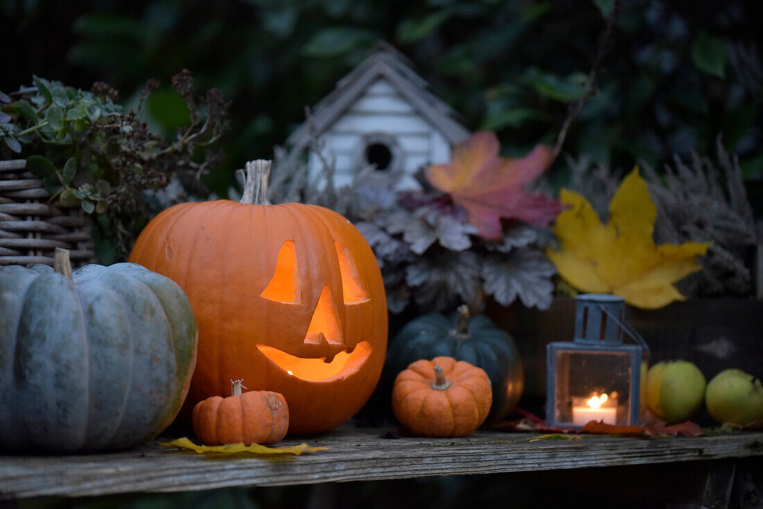 Pumpkin with candle and lantern on planting table in the garden