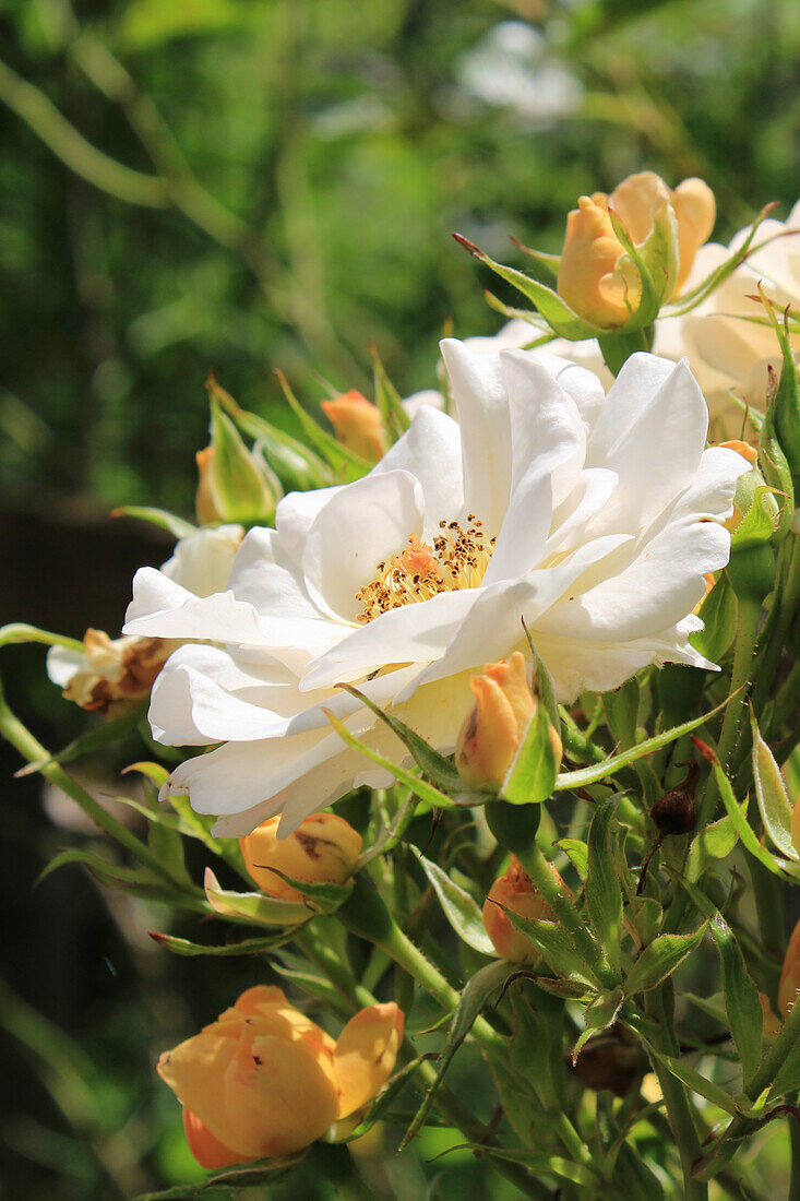 Historic rose 'Gislaine de Feligonde' (Rosa), flower on the bush