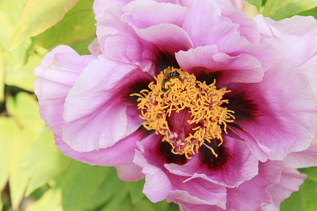 Peony blossom (Paeonia)