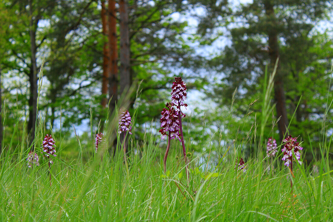 Purple orchid (Orchis purpurea) in a wild meadow