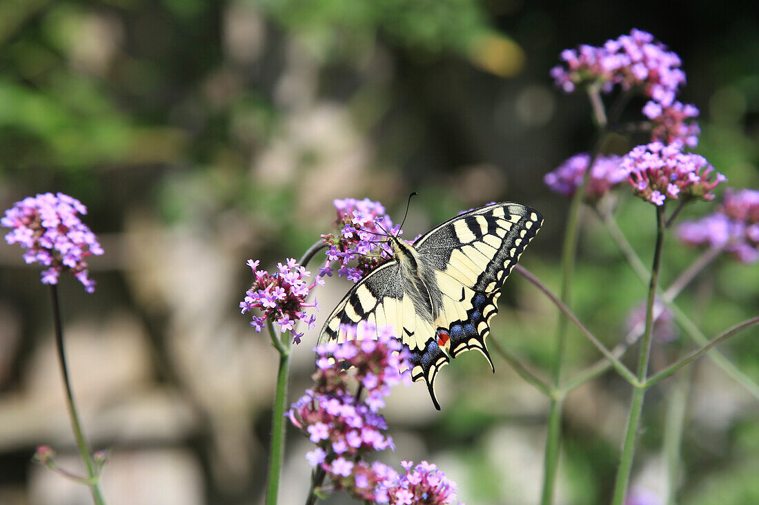 Swallowtail on Argentine verbena (Verbena bonariensis)