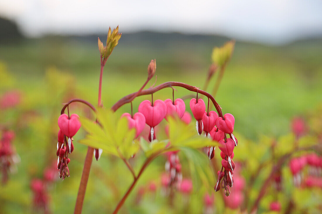 Tränendes Herz (Dicentra Spectabilis), Blüten