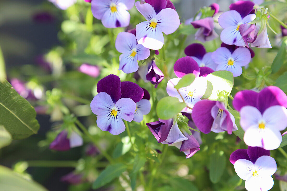 Hornveilchen (Viola Cornuta), blühend, Portrait