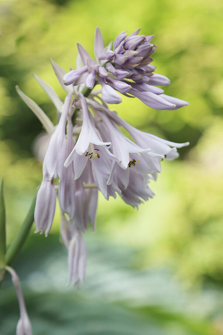 Funkia flower (Hosta), portrait