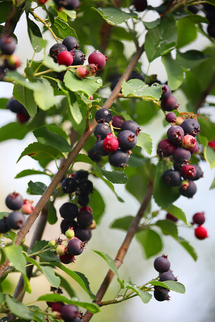 Strauch mit Beeren, Früchte der Felsenbirne (Amelanchier)