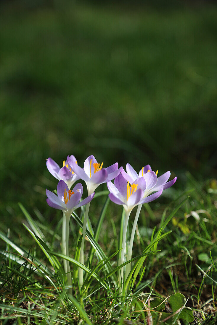 Elfenkrokusse (Crocus) in der Wiese