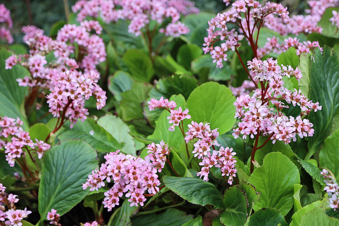 Blooming bergenia bush (Bergenia)