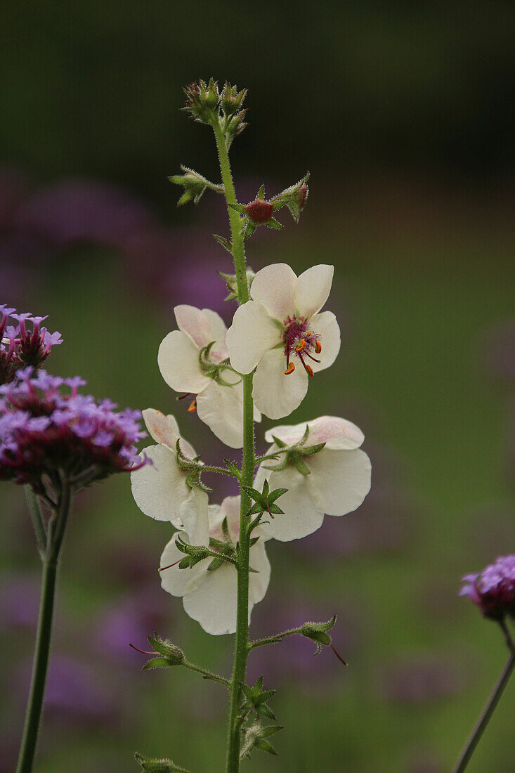 Königskerze (Verbascum chaixii 'Album') und Patagonisches Eisenkraut (Verbena bonariensis) im Beet, Portrait