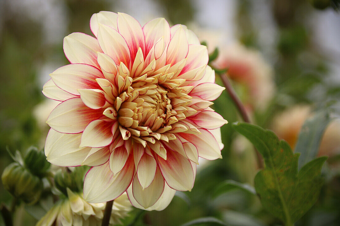 Dahlie 'Polka' (Dahlia) im Beet, Blütenportrait