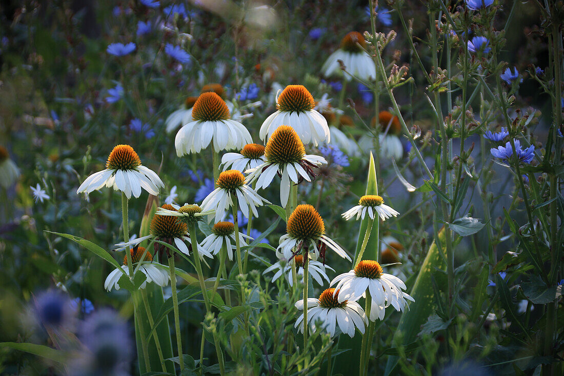 Weißer Sonnenhut (Echinacea purpurea) ‚Alba', Wegwarte (Cichotium intybus) im Gartenbeet