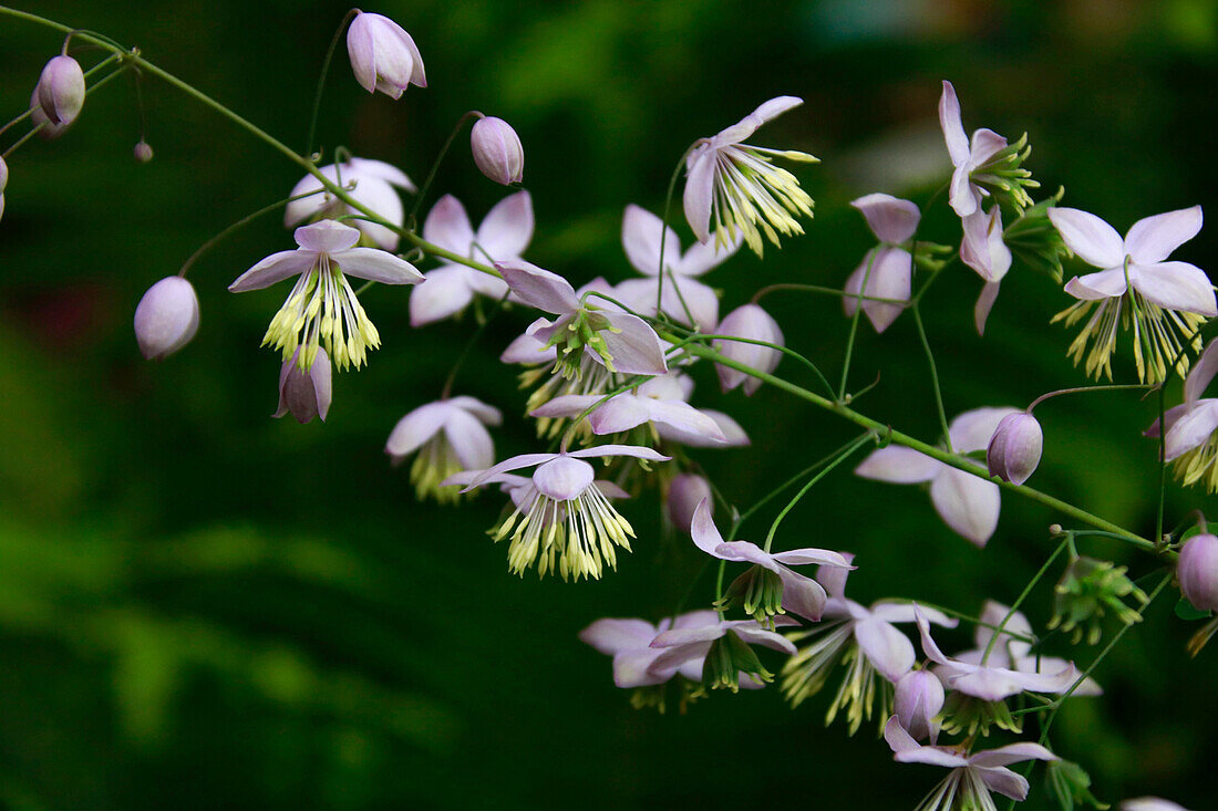 Blühende Wiesenraute (Thalictrum delavyi), Blütenkerze im Portrait