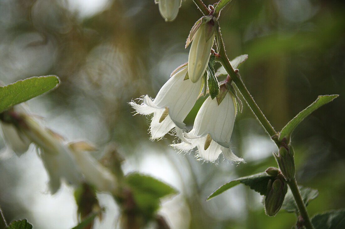 Weiße Glockenblume (Campanula alliarifolia), Blütenportrait, Staude für den Halbschatten