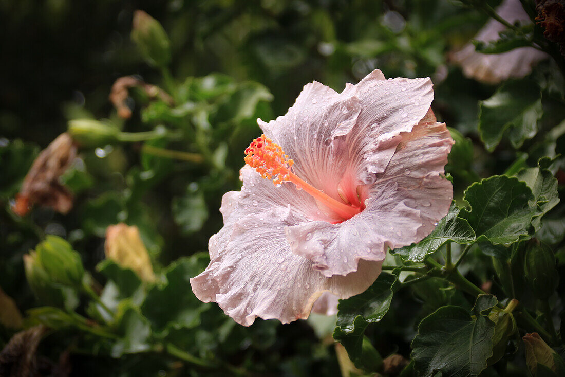 Rosa Hibiskusblüte (Hibiscus rosa-sinensis) mit Regentropfen, Blütenportrait