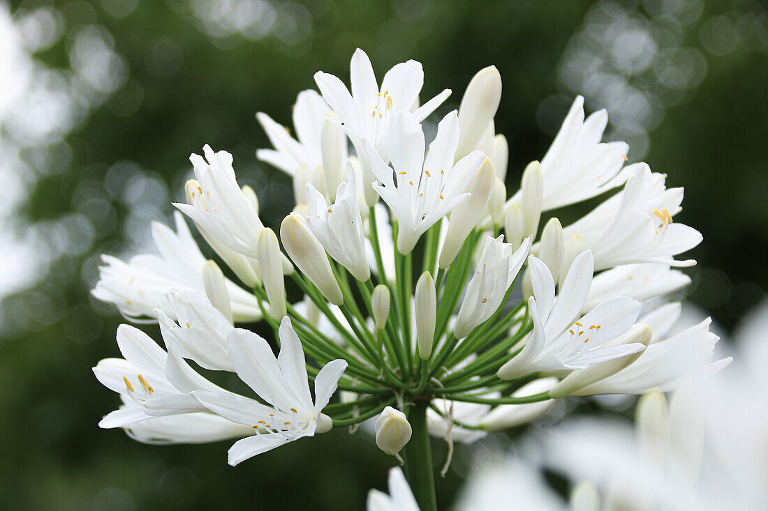 Weiße Afrikanische Schmucklilie (Agapanthus africanus), Blütenportrait