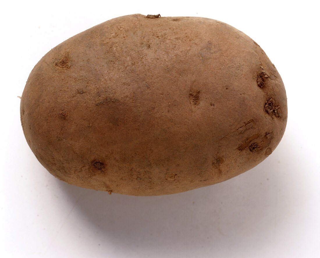 Kartoffel der Sorte Agria aus Deutschland