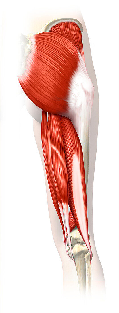 Hamstring muscles, illustration