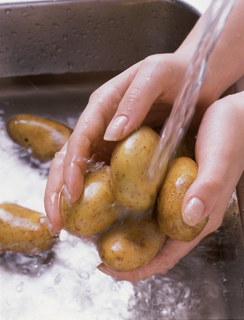 Washing potatoes (Sieglinde) under running water