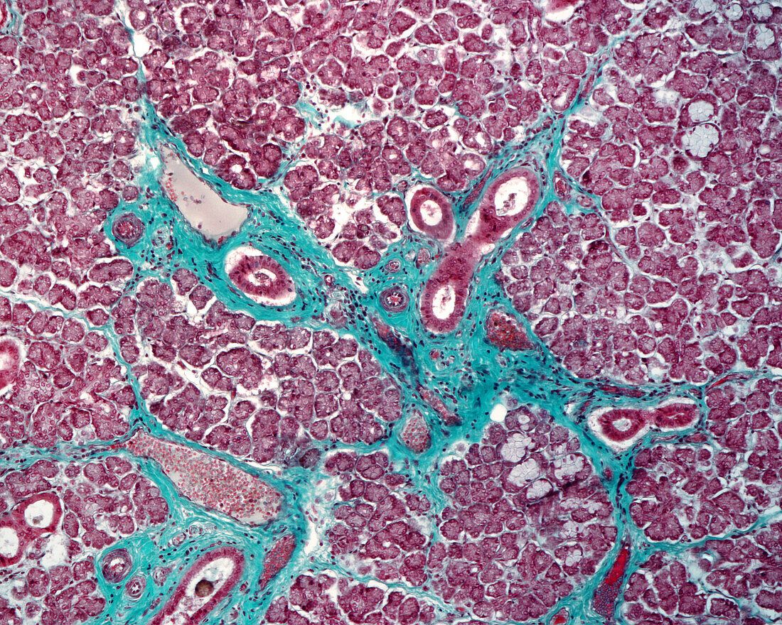 Submandibular gland, light micrograph