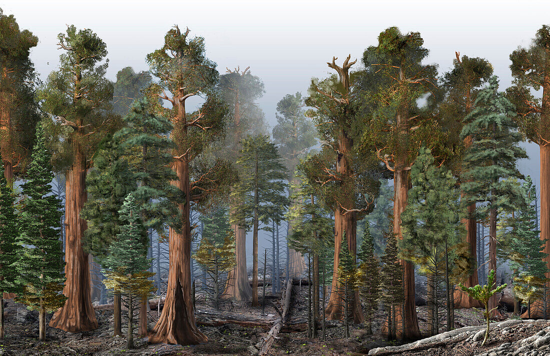 Sequoia forest after a prescribed burn, illustration